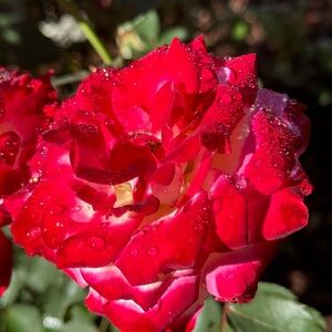 Authenthic Luxury items👜😍